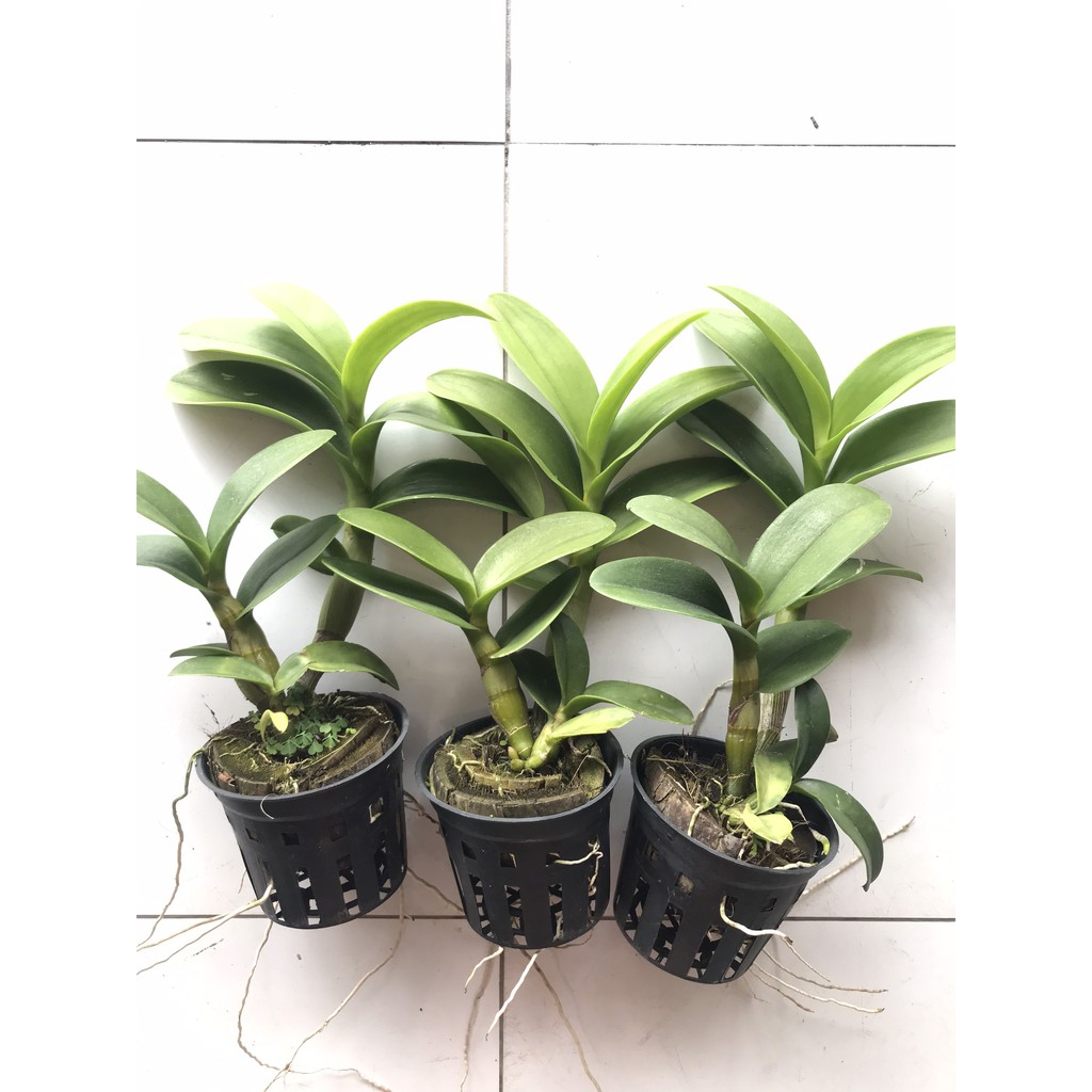 Dendro Vàng Lưỡi Đỏ Hoa Thơm
