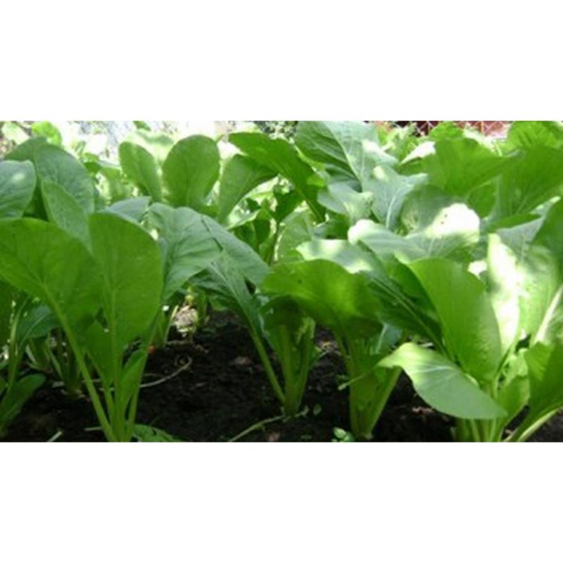 Hạt Giống CẢI NGỒNG HN-19 (20 Gr)