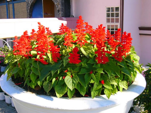 Hạt giống hoa pháo đỏ còn gọi là hoa xác pháo hay được sử dụng để trang trí bàn làm việc, ban công