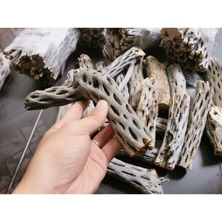 Lũa Cholla Trang Trí Bể Cá