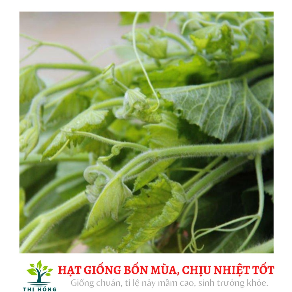 Hạt giống bí ngọn 20g (giống bí siêu ngọn, nhiều ngọn, mập)