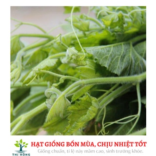 Hạt giống bí ngọn 20g