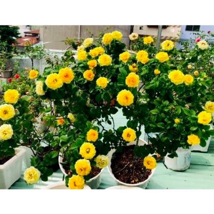 Hoa hồng bụi Shell cho hoa vàng rực rỡ - Trang Flowers