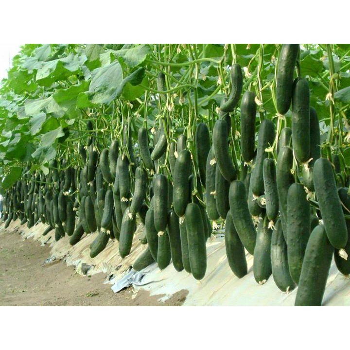 Hạt Giống Dưa Chuột Thái Lan Chịu Nhiệt Kèm Quà Tặng