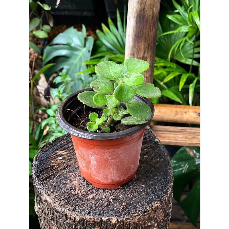 Cây giống Plectranthus amboinicus Cuban Oregano (Kinh Giới Cu Ba) (Lá Có Mùi Rất Thơm) chậu nhựa 8cm