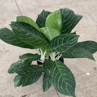 Cây Bạch Mã Hoàng Tử Lớn