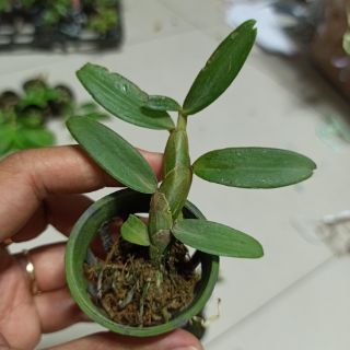 Hoa lan phi điệp Nù Tali 68