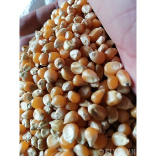 500G BẮP NỔ - MỸ (DÙNG LÀM MÓN BẮP RANG BƠ)