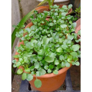 Hạt giống Rau Xà lách xoong Mỹ_ Rau Cải Xoong .