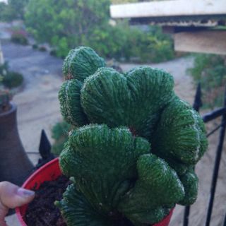 Xương rồng vân sơn