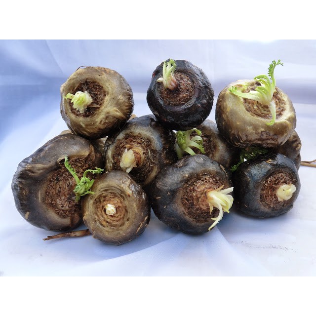 BỘT SÂM MACA PERU (Lepidium Meyenii) ĐEN 500G | BigBuy360 - bigbuy360.vn