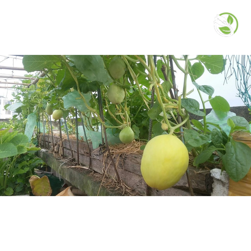 Hạt Giống Dưa Lê F1 Hồng Kim Long 383 Phú Nông- Gói 10 hạt 0.3g