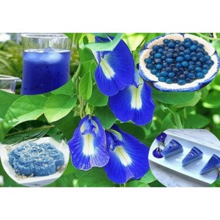 Cây hoa đậu biếc