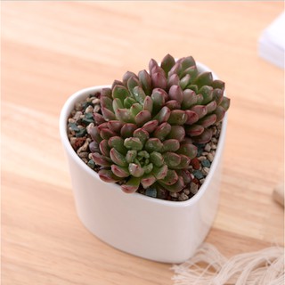 Chậu gốm hình trái tim trồng sen đá, cây nhỏ trang trí