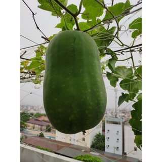 Hạt giống bí đao khổng lồ 5 hạt (TẶNG gói kích thích hỗ trợ hạt nảy mầm)