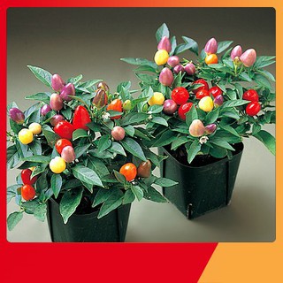 Hạt Giống Ớt Ngũ Sắc
