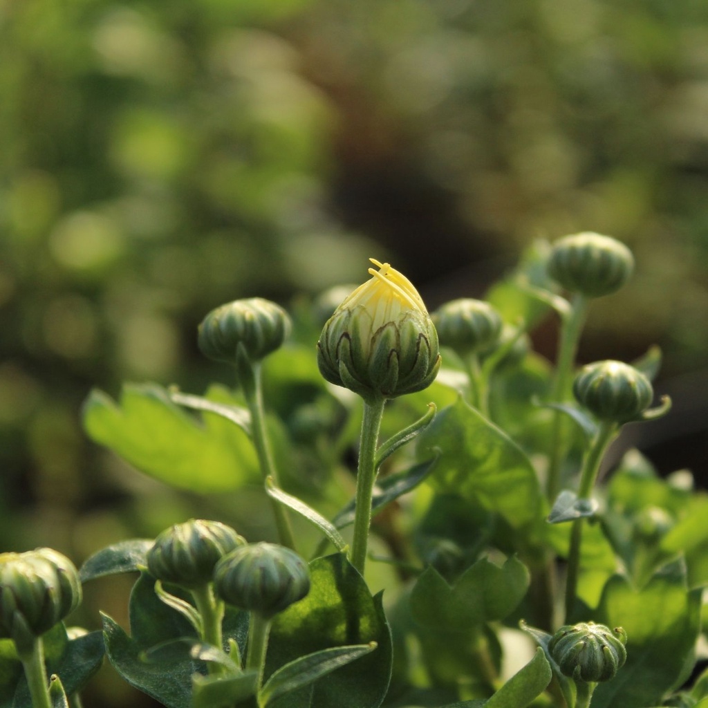 Trà nụ hoa cúc sấy khô 50g ngon sạch Vietpurity, trà hoa thảo mộc organic giúp an thần, tăng cường sức đề kháng