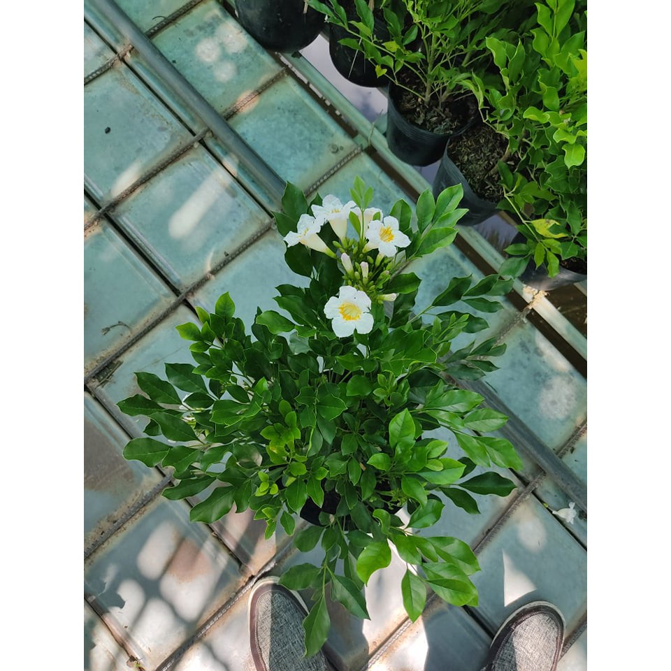 CÂY NGUYỆT QUẾ THÁI