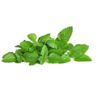 Hạt giống bạc hà chanh châu âu 100h