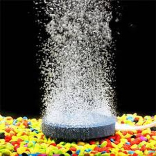Đĩa sủi oxy cho hồ cá cảnh