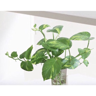 Trầu bà đốm vàng(nhánh dài 30_40cm có dễ)