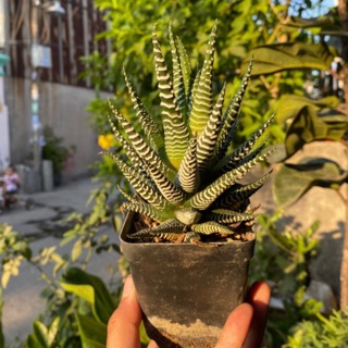 CÂY MÓNG RỒNG LỚN