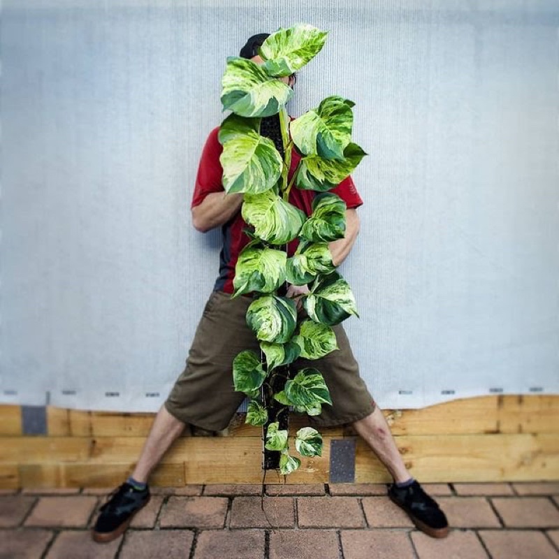 Chậu trầu bà Epipremnum aureum Manjula/ Majula photos