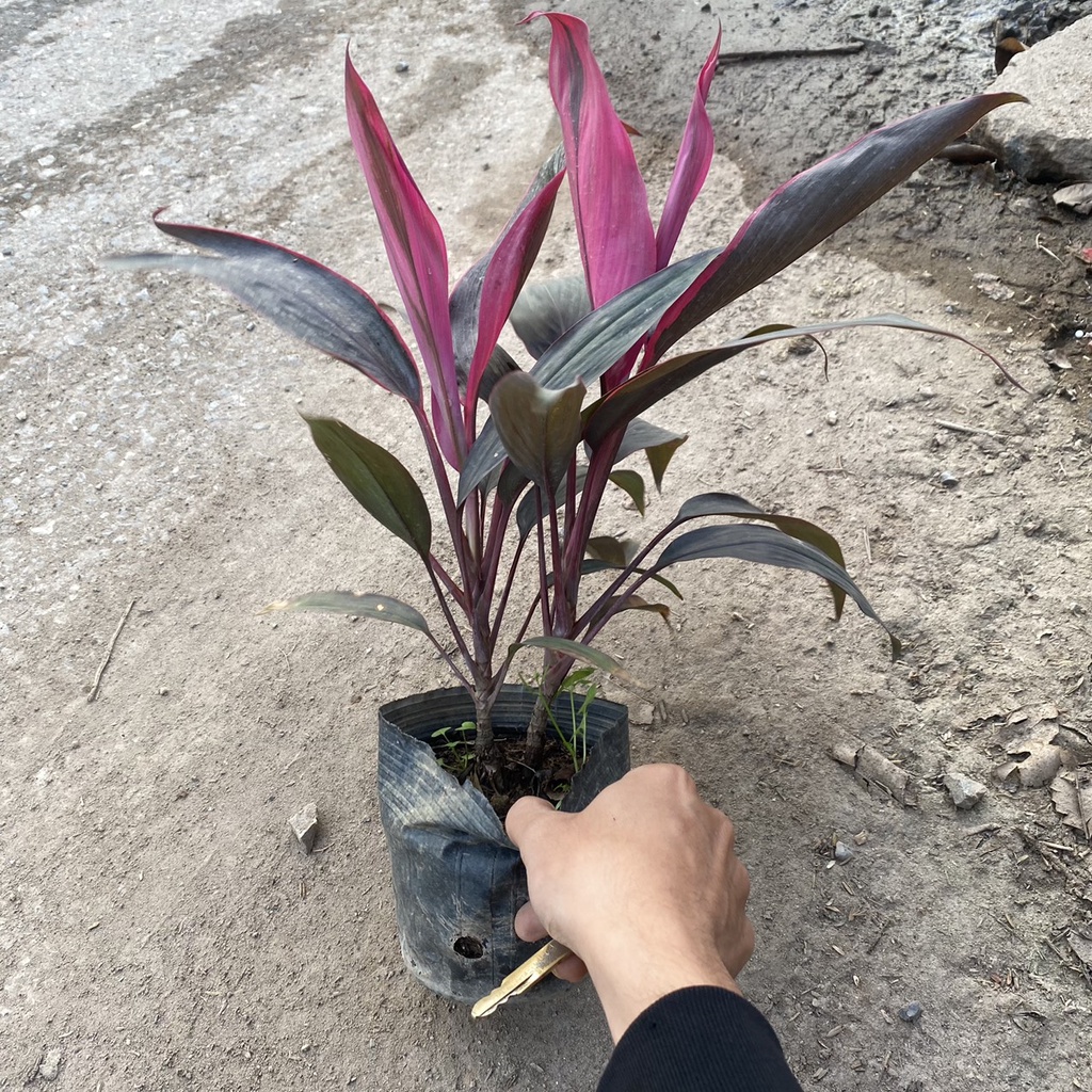 Cây huyết dụ trồng công trình sân vườn bồn hoa