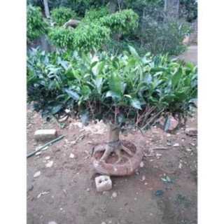 Gốc Chè cổ Bonsai 15-25 năm [Siêu sạch]