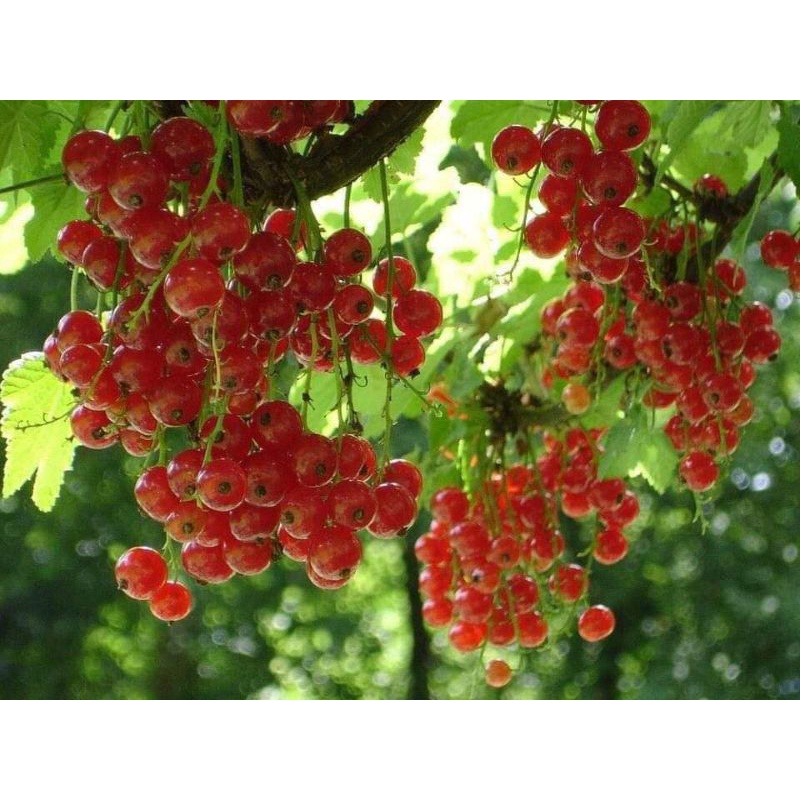 Việt Quất Giống Mới