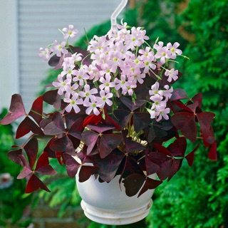 Cây hoa oxalic tím, Red butterfly wing