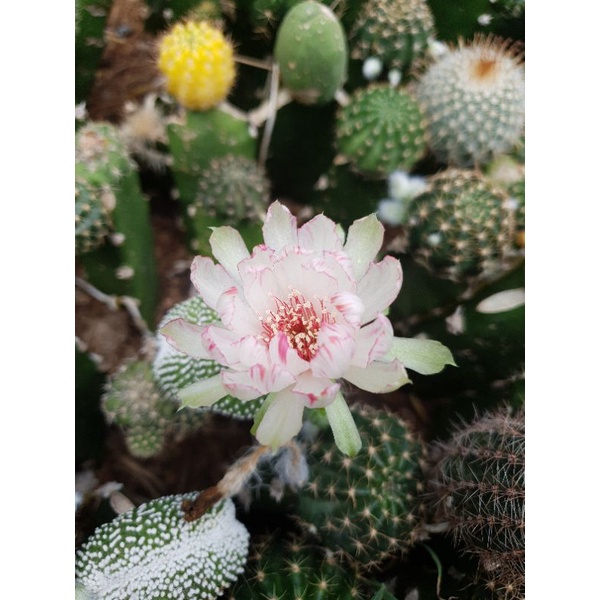 Xương rồng Lobivia Bicolor