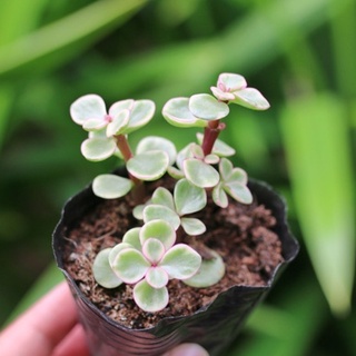 Sen đá đôla 5-7cm - Vườn sen đá