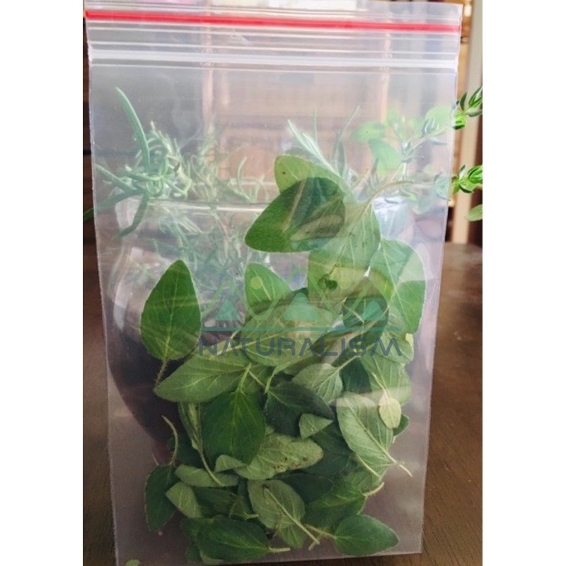 Lá Oregano Tươi/Khô - Hữu Cơ - Kinh Giới Cay