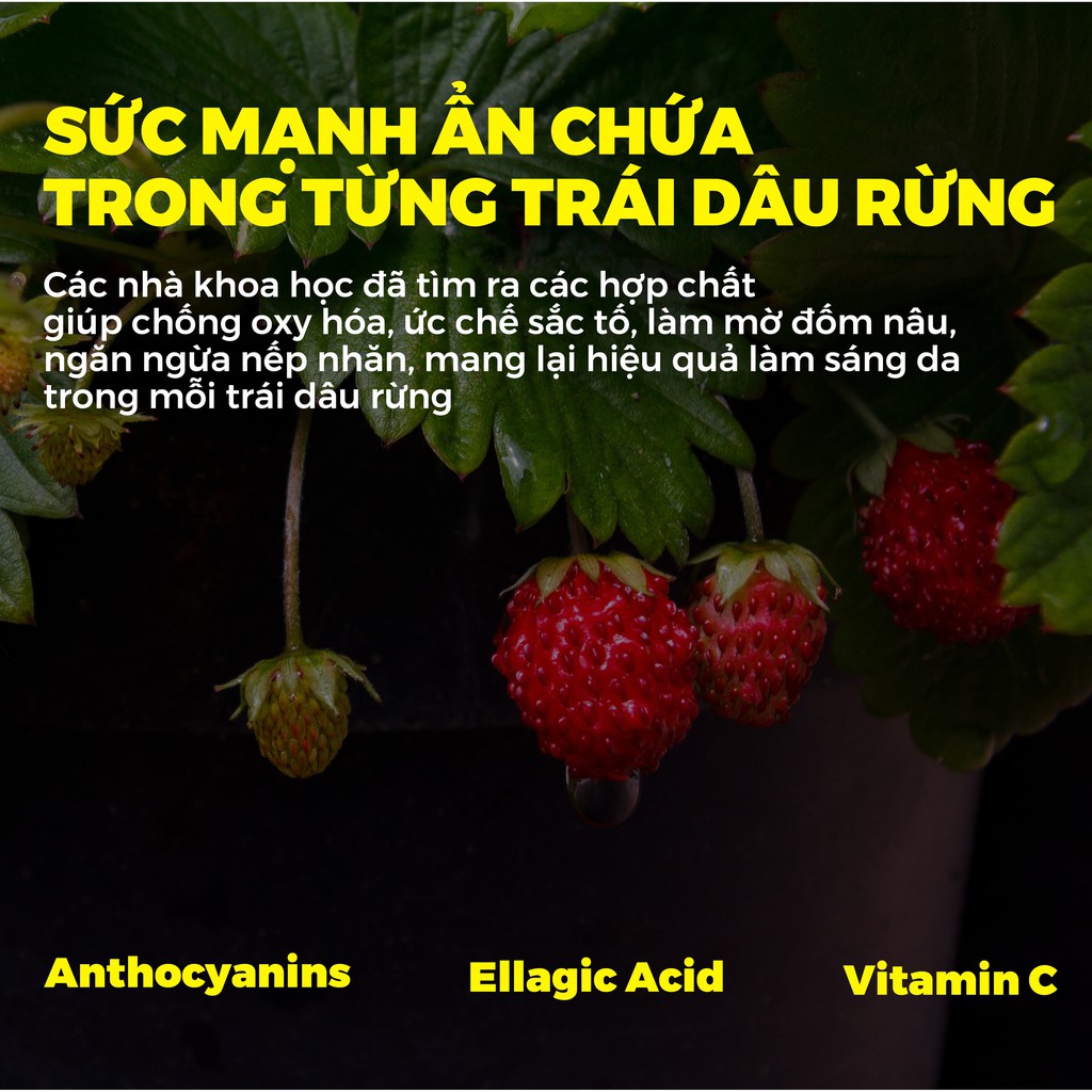 Kem dưỡng ẩm mờ nám, trắng sáng da mặt LAGIVADO Fragaria vesca 54,1%, Niacinamide 2% - 50 gram