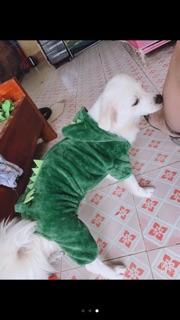Bộ khủng long 4 chân của chó/mèo