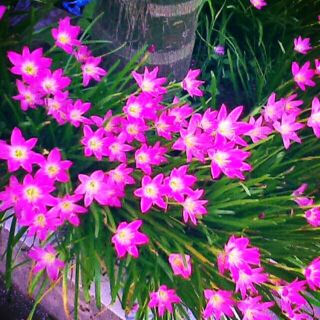 10 cây huệ mưa hồng( củ lớn)