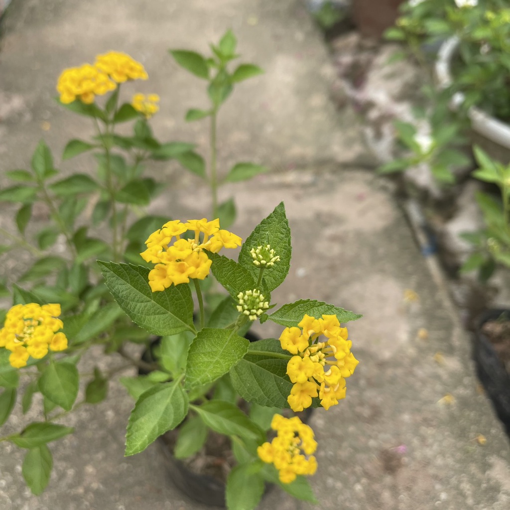 Cây hoa ngũ sắc vàng chiều cao 20cm  tán ngọn xum xuê ra hoa quanh năm thích hợp trồng trang trí sân vườn