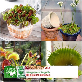 45a hạt giống cây bắt ruồi + diệt côn trùng
