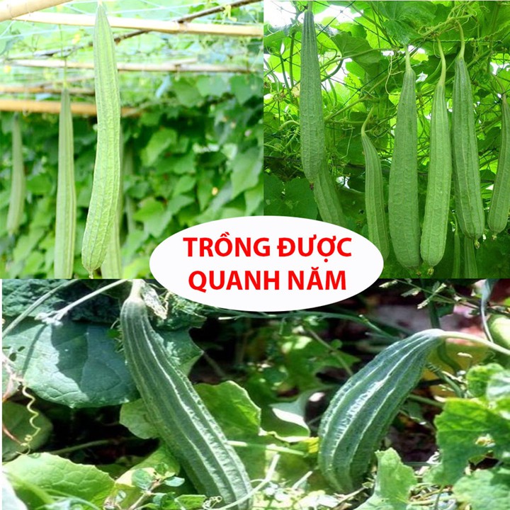 Hạt Giống Mướp Khía 1Gr Dễ Trồng, Nhiều Dinh Dưỡng