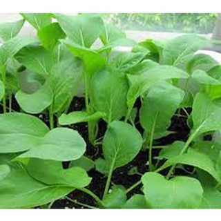 HẠT GIỐNG RAU CẢI NGỌT RADO, đóng gói 200 hạt , gói 20gr