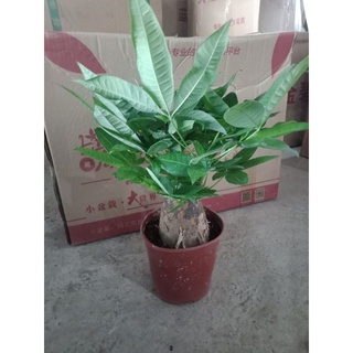 Cây kim ngân để bàn chậu nhựa đỏ