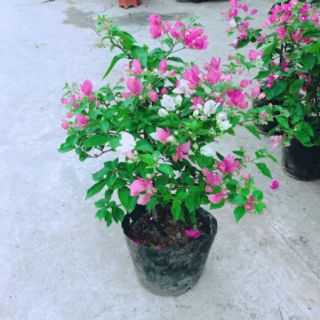 Hoa giấy chỉ 79k/1 chậu