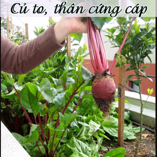Chế phẩm sinh học-Dịch trùn quế thủy phân Hiryo-Cung cấp chất dinh dưỡng,cải tạo đất tốt
