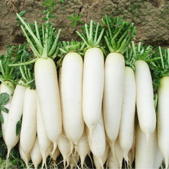 Gói 20GR hạt giống Củ Cải Trắng Bạch Tuyết