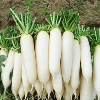 Gói 20GR hạt giống Củ Cải Trắng Bạch Tuyết