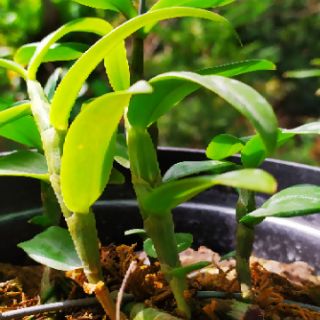 Cơm bo 10 Cây giống hoa lan Phi Điệp tím - Hòa Bình
