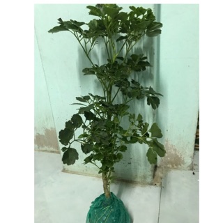 Cây đinh lăng xanh/ đinh lăng lá tròn/ đinh răng lá răng - cây giống, bầu đất