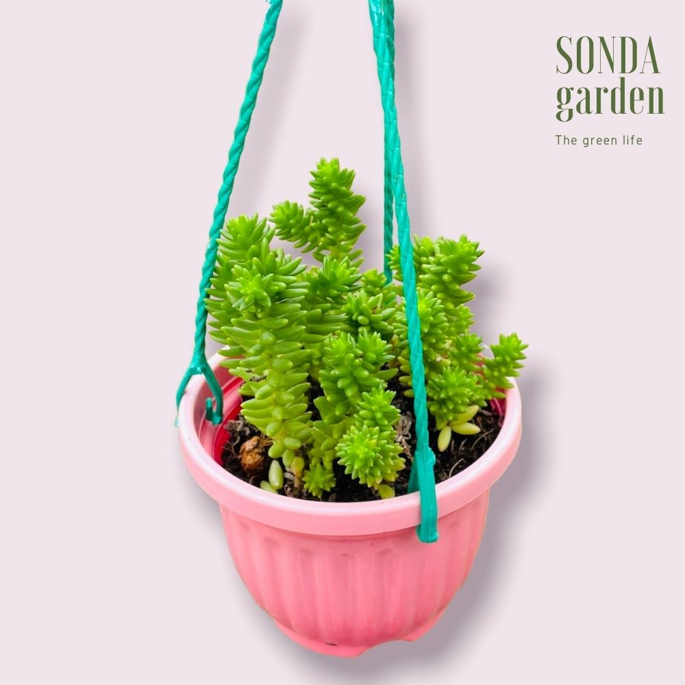 Sen đá sedum rong biển SONDA GARDEN trồng chậu treo đường kính 9cm cây cảnh trang trí nhà cửa lỗi 1 đổi 1