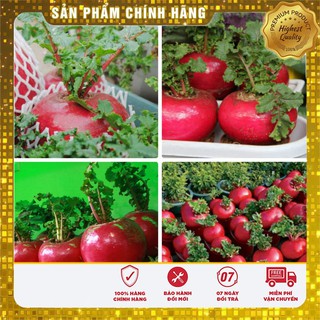 Hạt Giống Củ Cải Đỏ Khổng Lồ ( 10 Hạt)